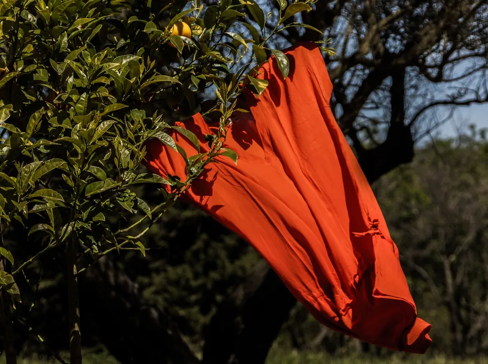 Robe rouge suspendue à une branche d’oranger dans un jardin.