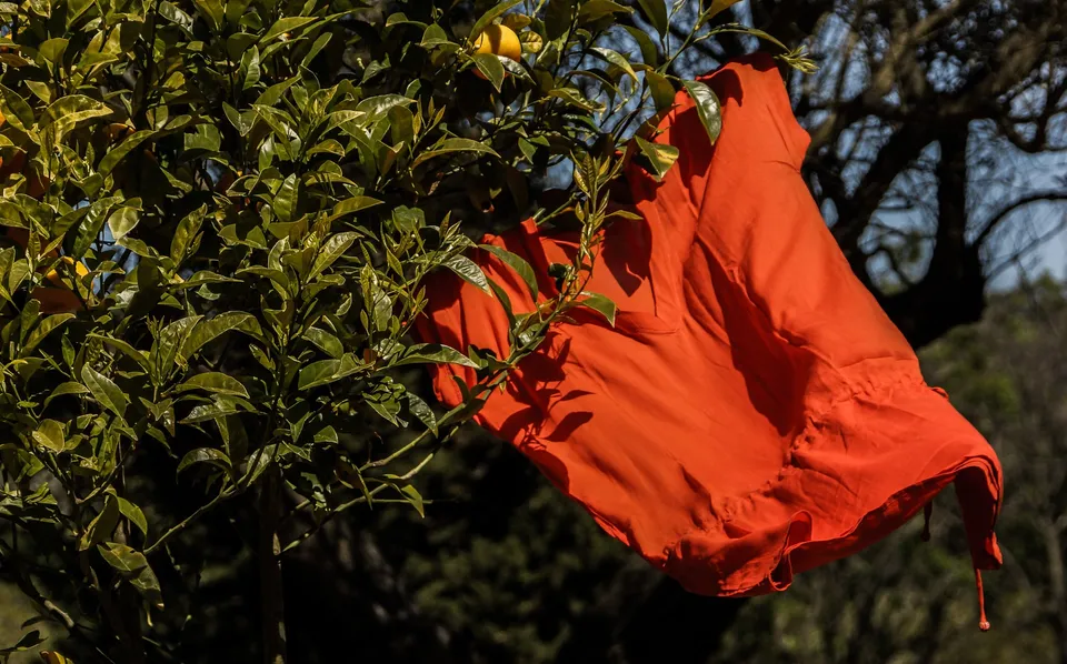 Robe orange suspendue dans un arbre fruitier à Porquerolles.