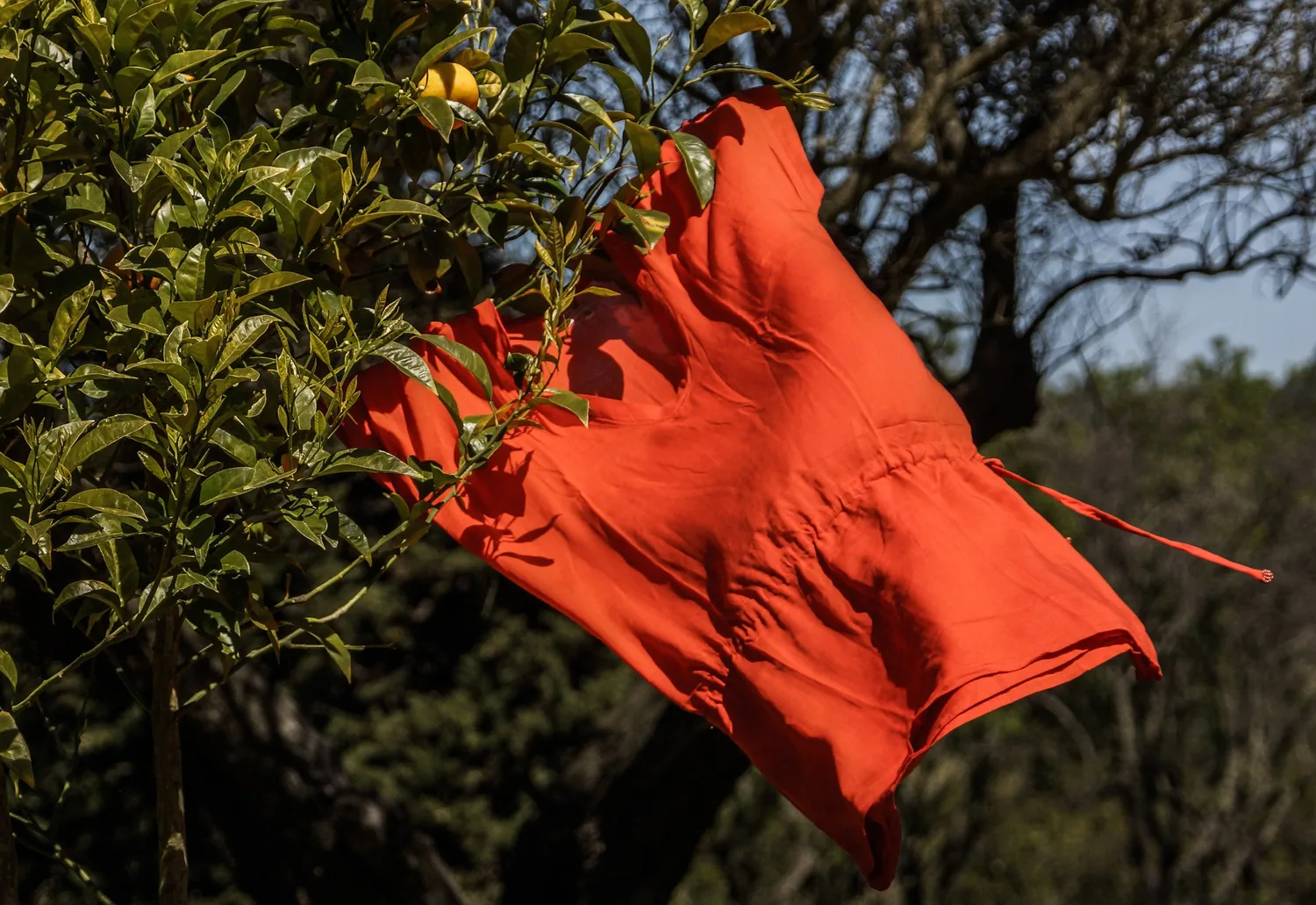 Robe orange suspendue dans un arbre fruitier à Porquerolles.