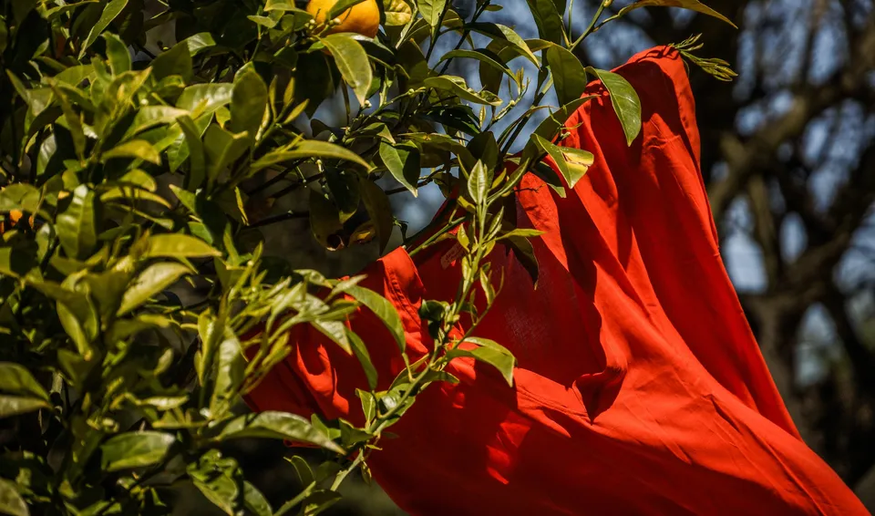 Robe orange suspendue dans un arbre fruitier à Porquerolles.