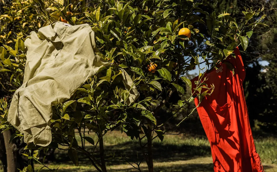 Vêtements en tissu clair et orange suspendus dans un arbre à Porquerolles.